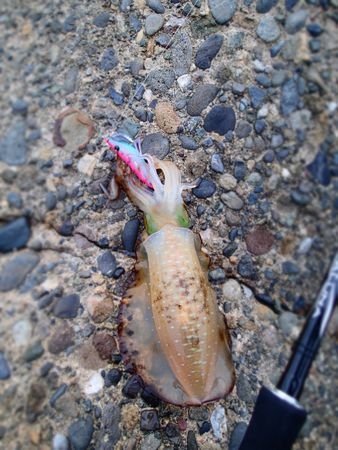 ドsyロウ (1).jpg