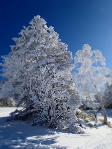 小雪 (1).jpg