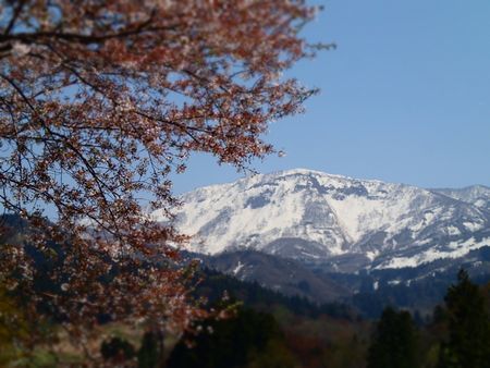 桜イド (6).jpg