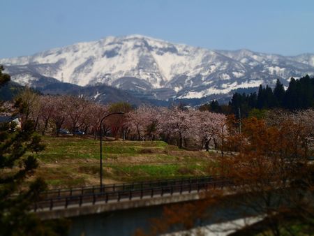 桜イド (7).jpg