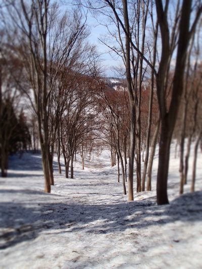 桜イド (9).jpg