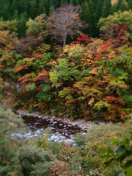 紅葉とイカ (2).jpg