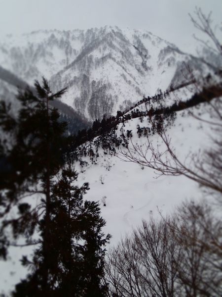 裏山 (5).jpg