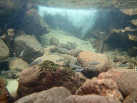 TENKARA (1).jpg
