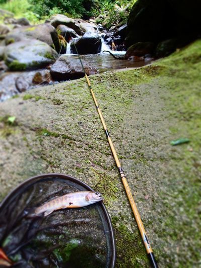 TENKARA (2).jpg