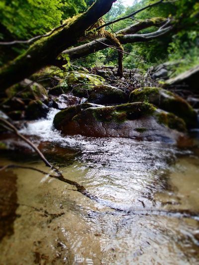 TENKARA (3).jpg