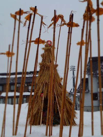 dondo (1).jpg